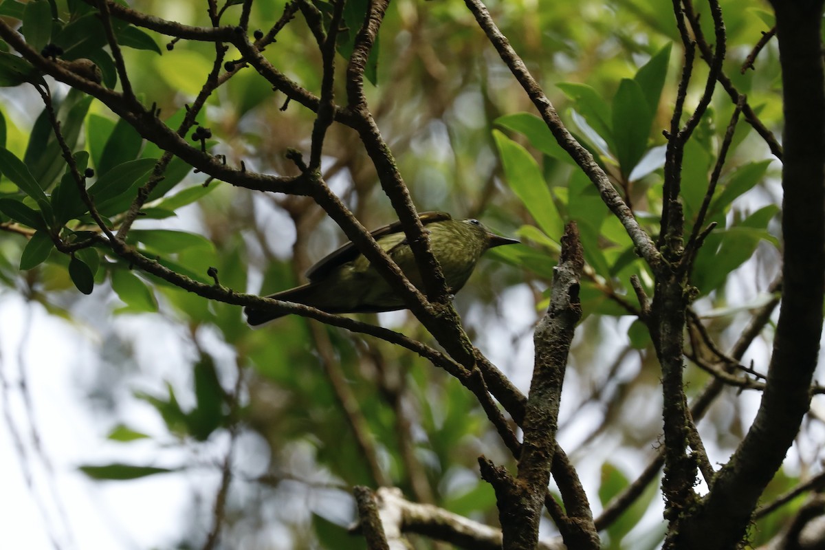 Olive-streaked Flycatcher - Paul Bonfils