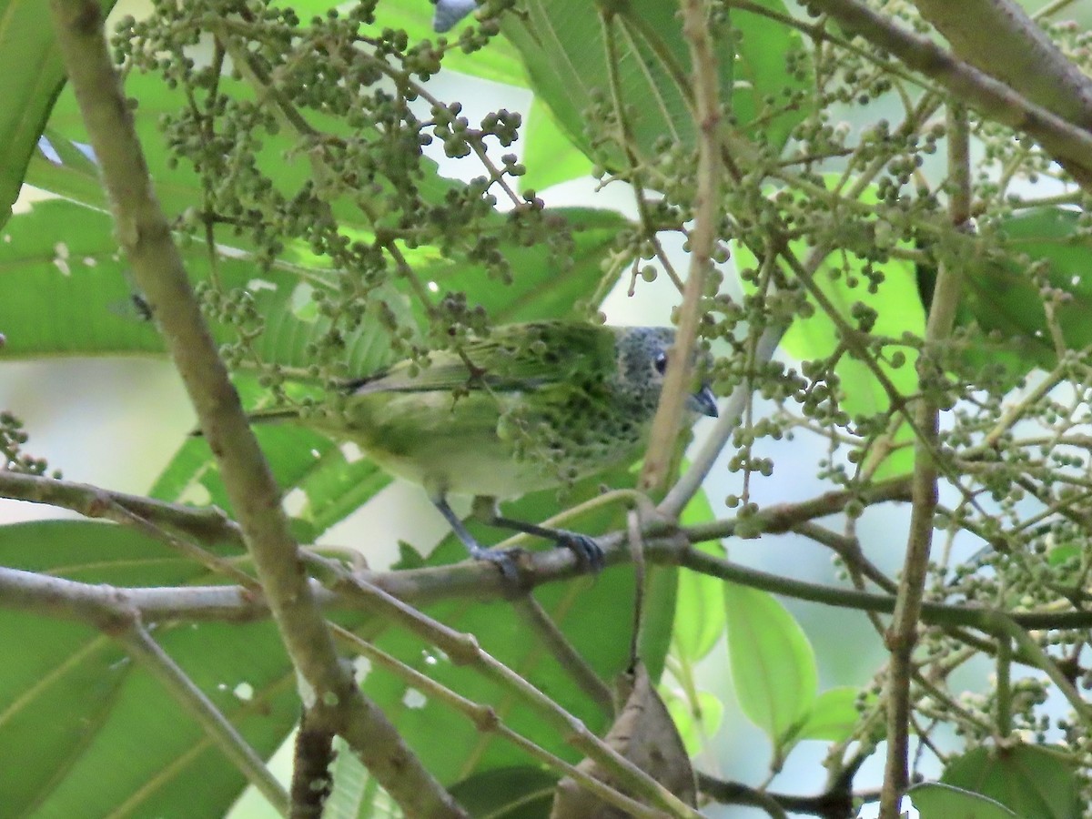 Spotted Tanager - ML617098710