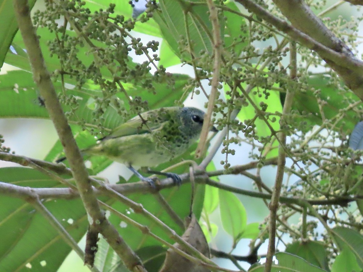 Spotted Tanager - ML617098712