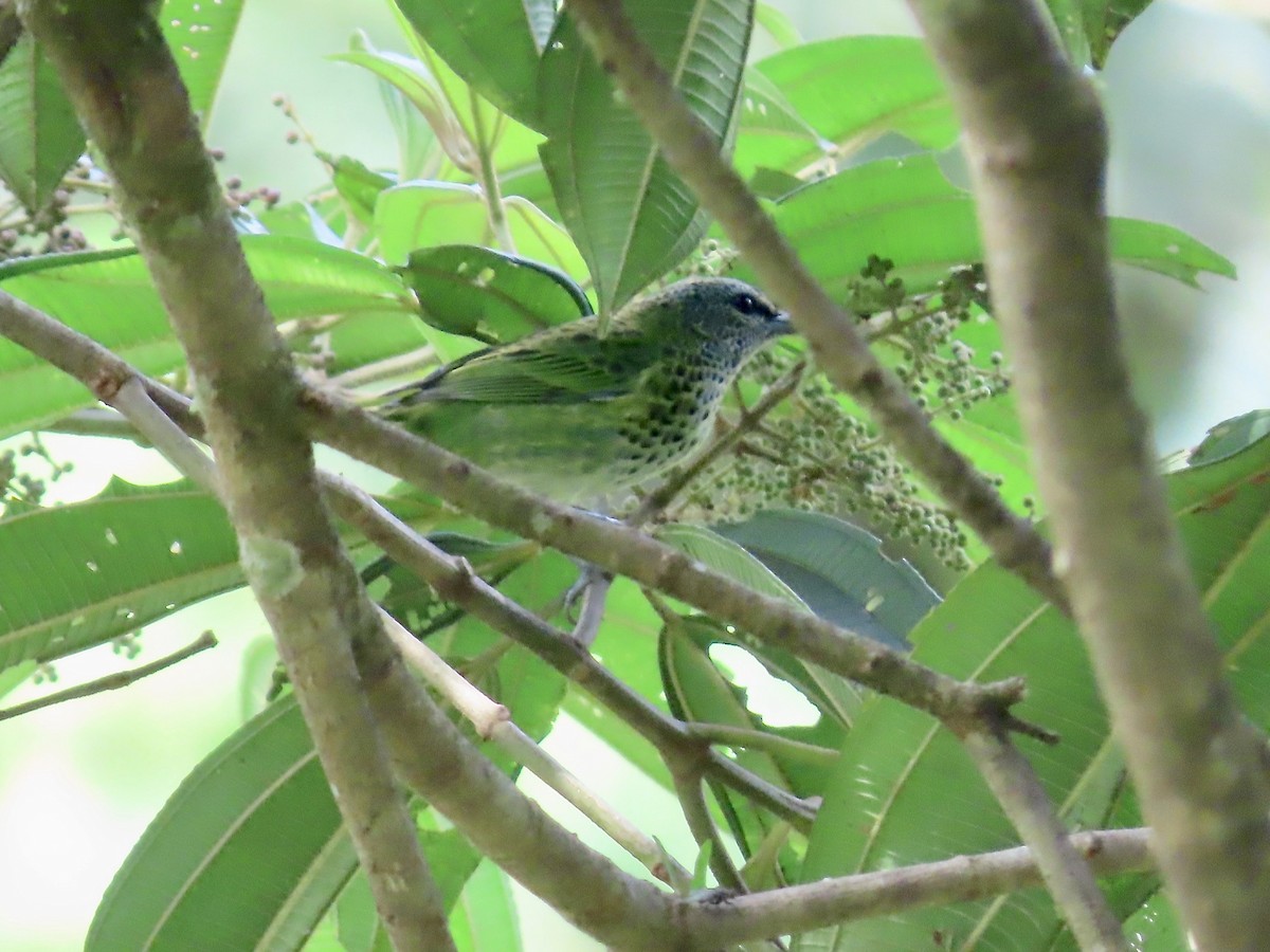 Spotted Tanager - ML617098713