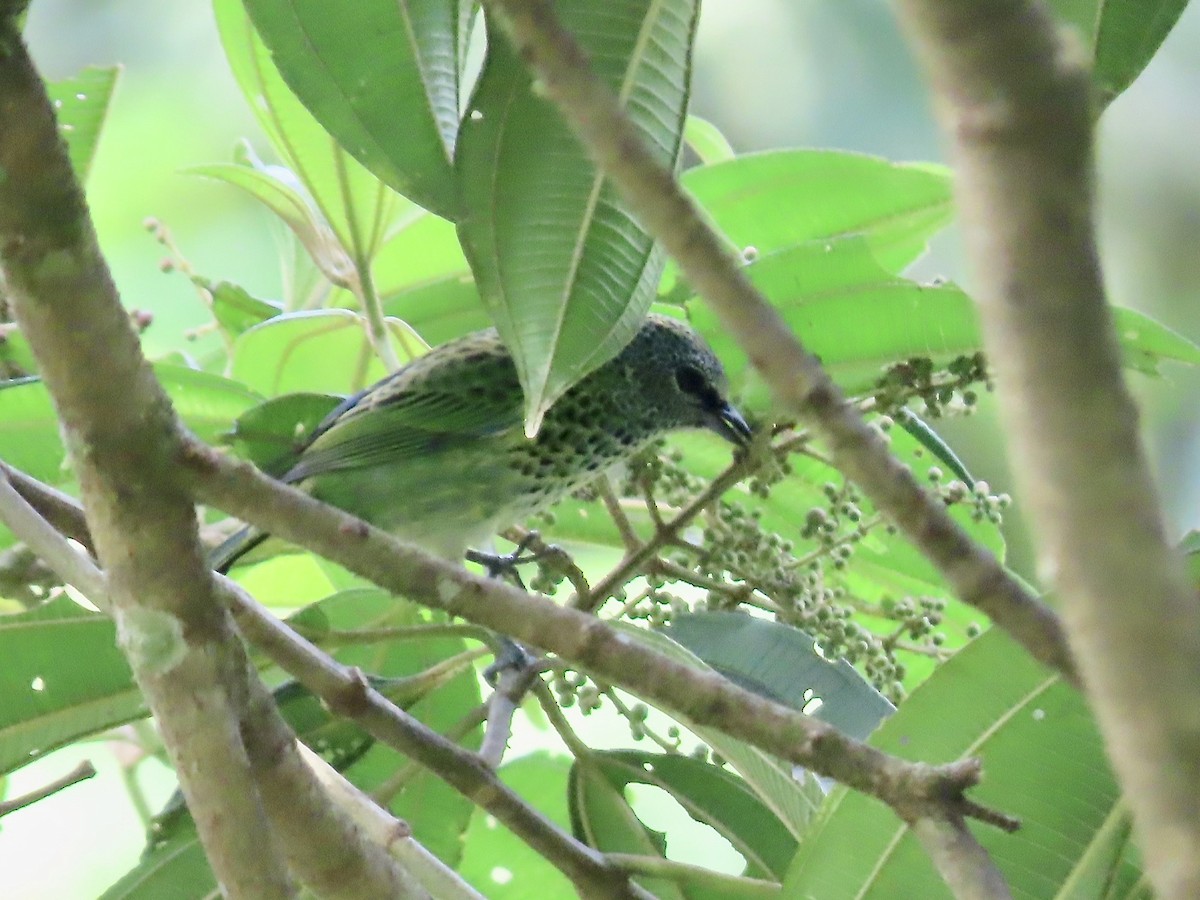 Spotted Tanager - ML617098716