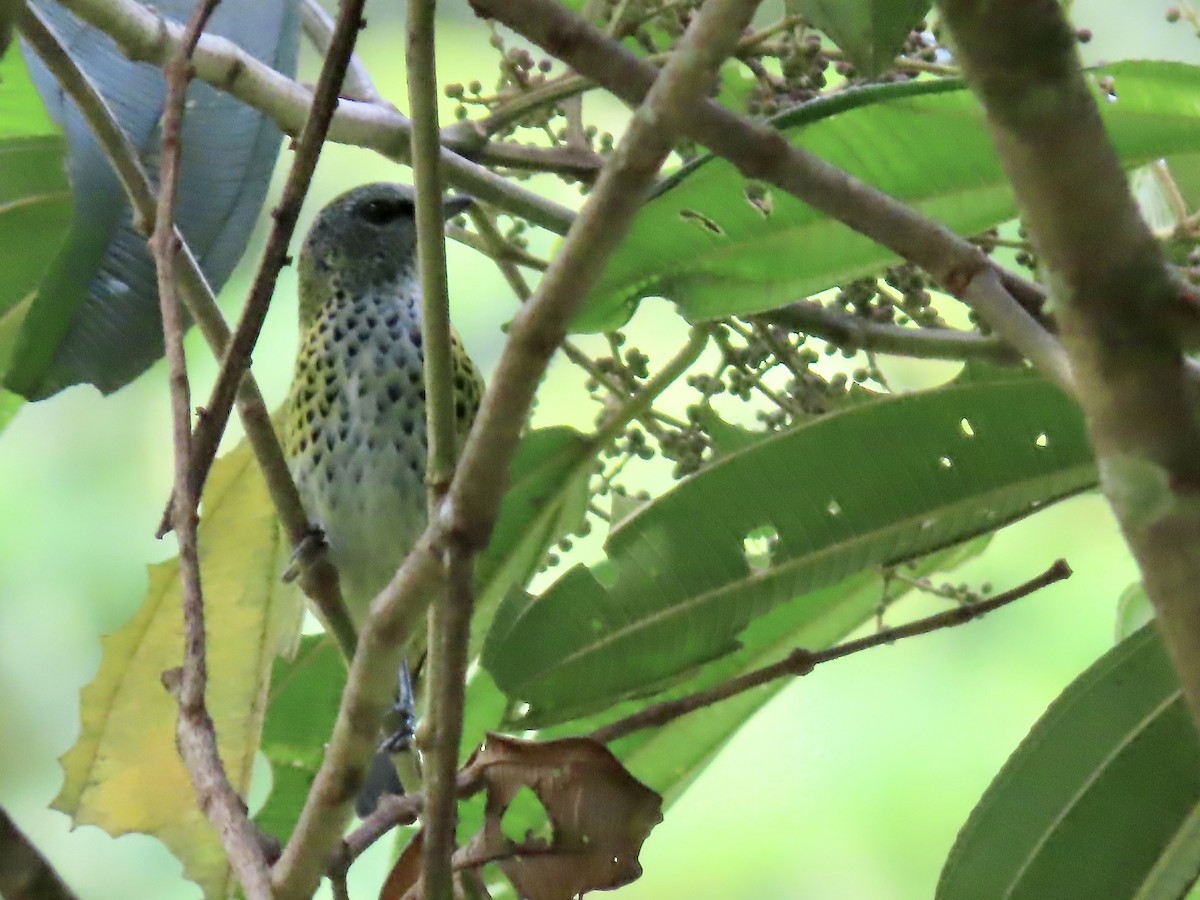 Spotted Tanager - ML617098719