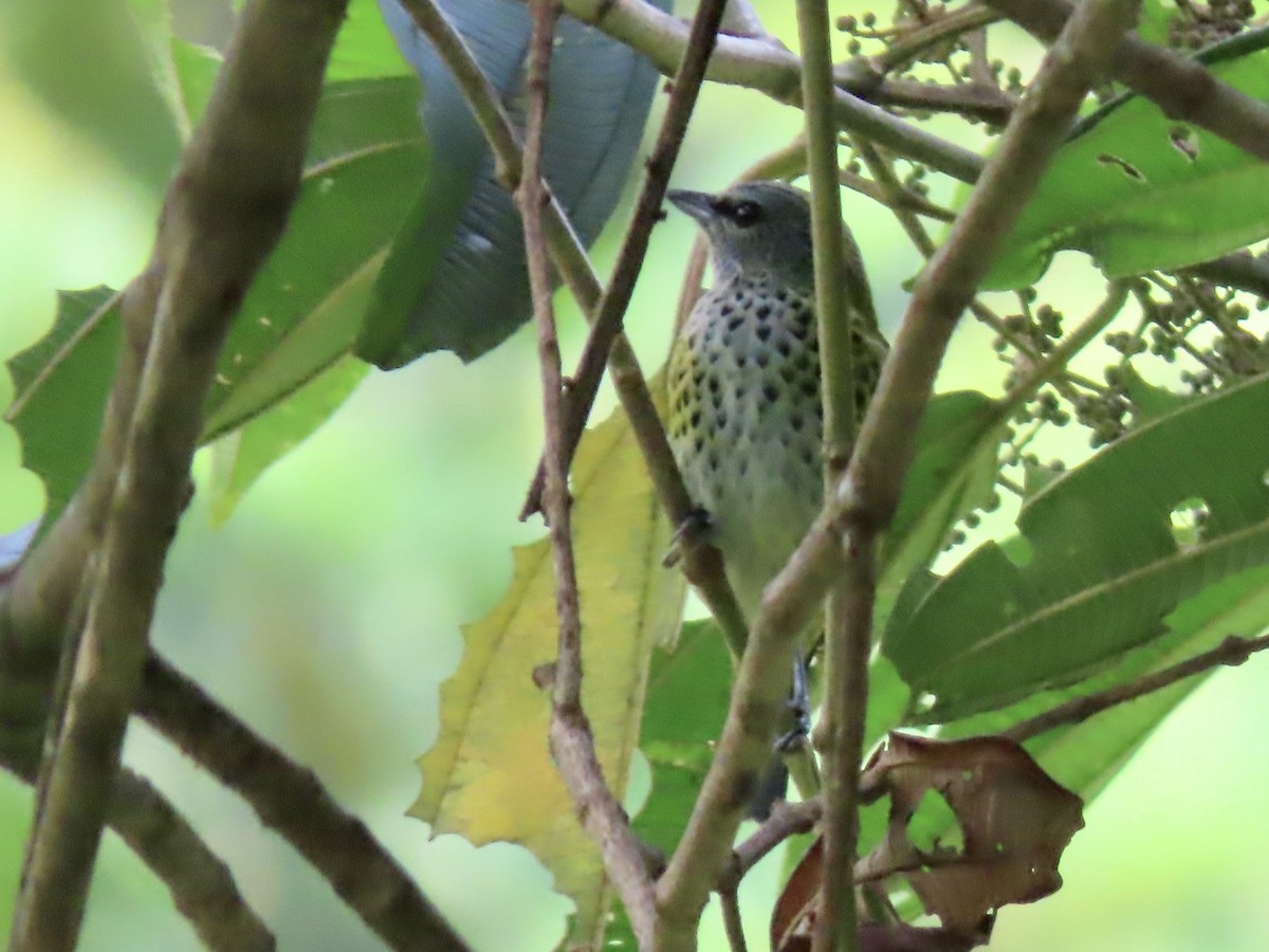 Spotted Tanager - ML617098721