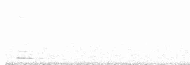 Chevêchette naine (groupe californicum) - ML617098860