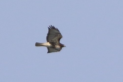 Red-tailed Hawk (abieticola) - ML617098914