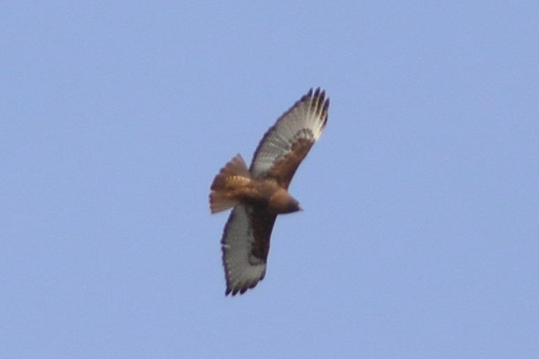 Red-tailed Hawk (calurus/abieticola) - ML617098916