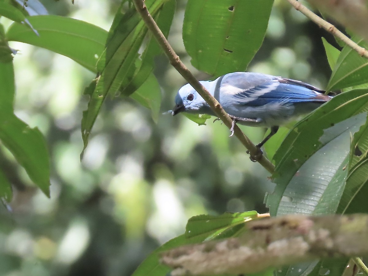 Blue-gray Tanager (White-edged) - Marjorie Watson
