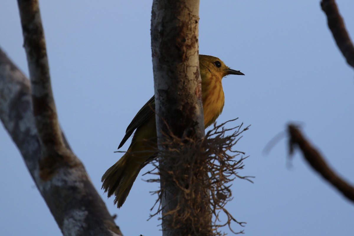 Yellow Warbler (Galapagos) - ML617098960