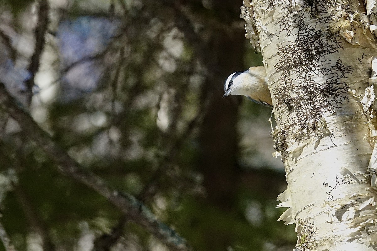 Red-breasted Nuthatch - Yves Chalifour