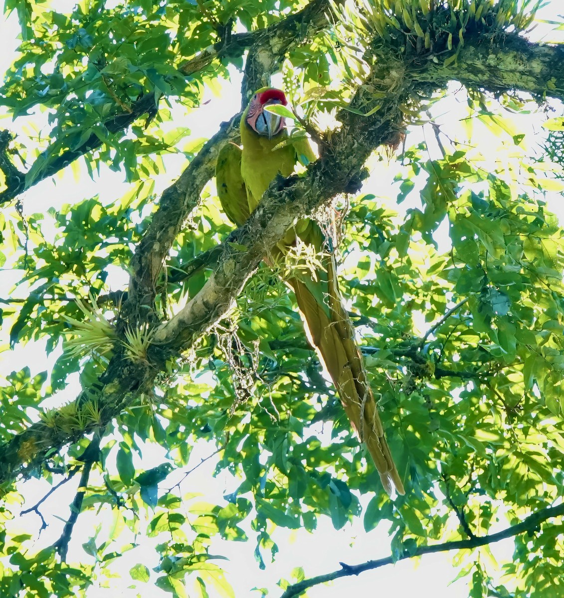 Great Green Macaw - Julie Schneider