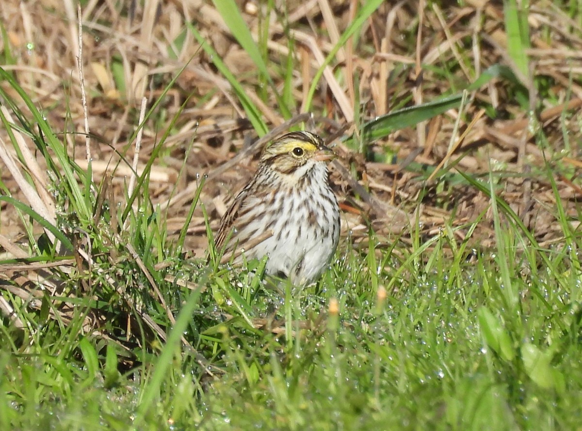 Savannah Sparrow - ML617099218