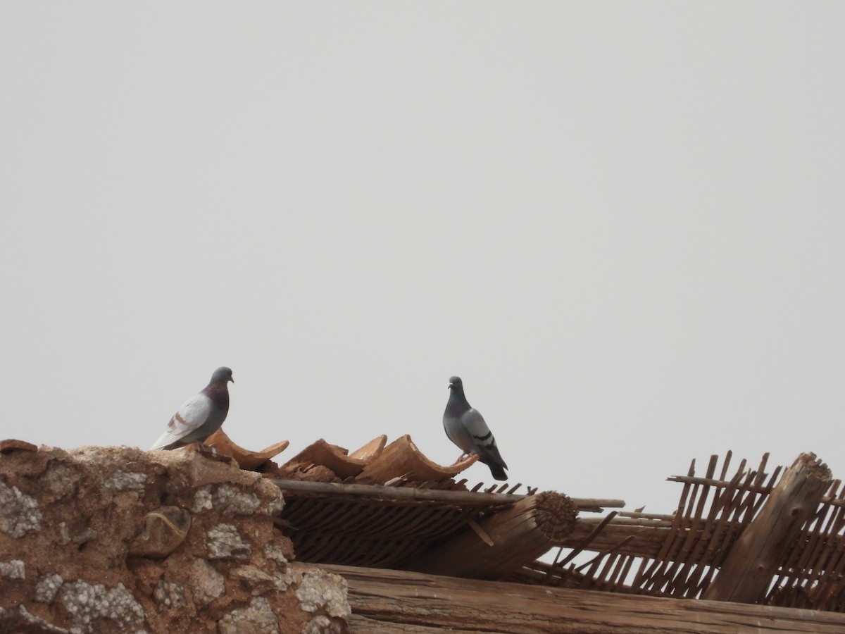 Rock Pigeon (Feral Pigeon) - Álvaro Sarramian
