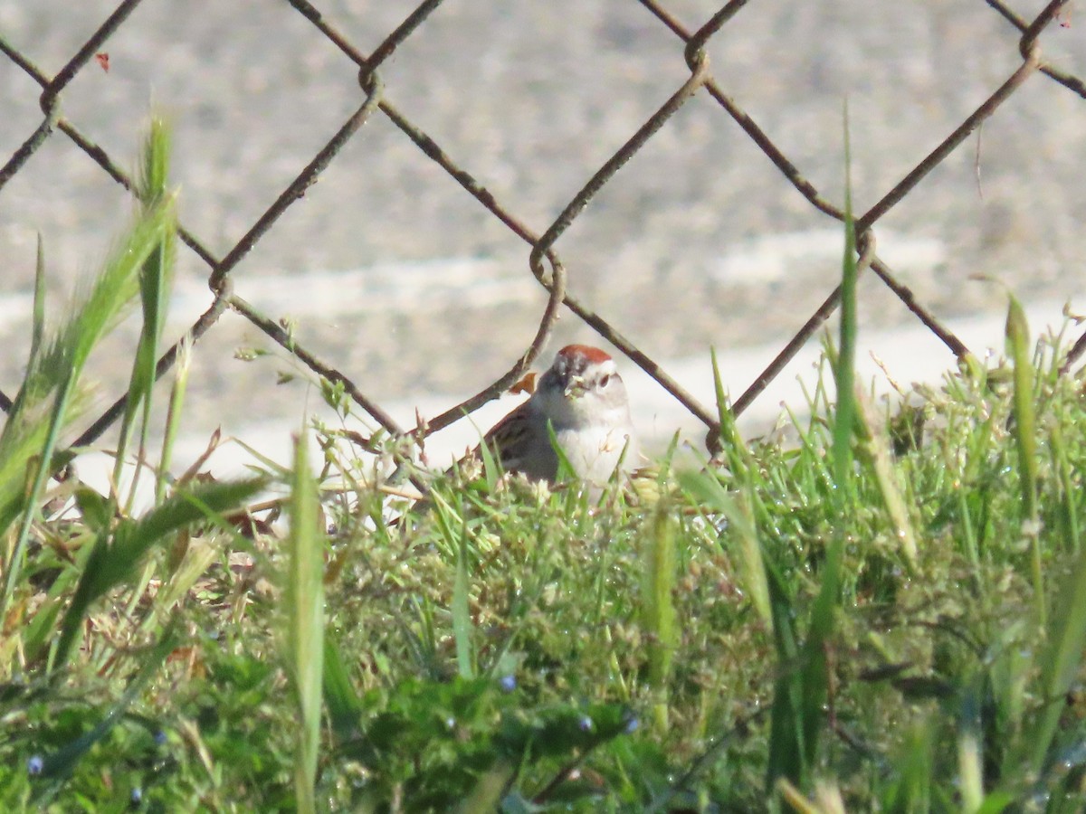 Chipping Sparrow - ML617099497
