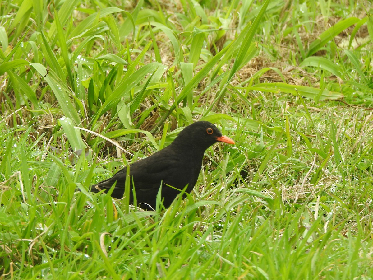 Eurasian Blackbird - ML617099695