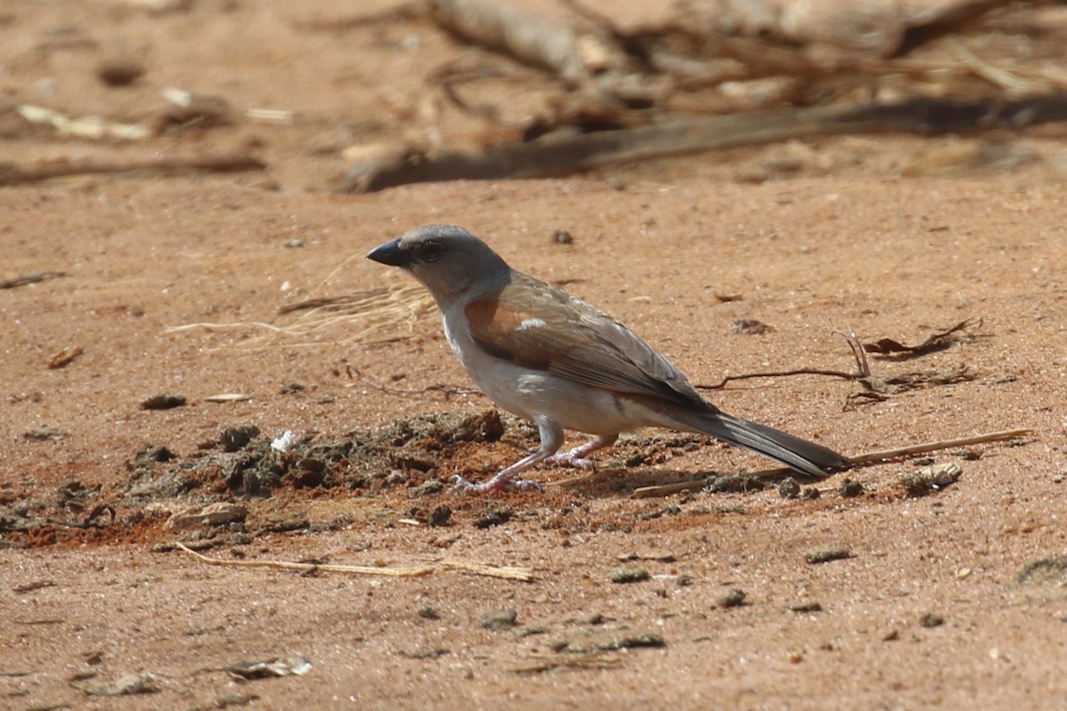 Swahili Sparrow - ML617099724