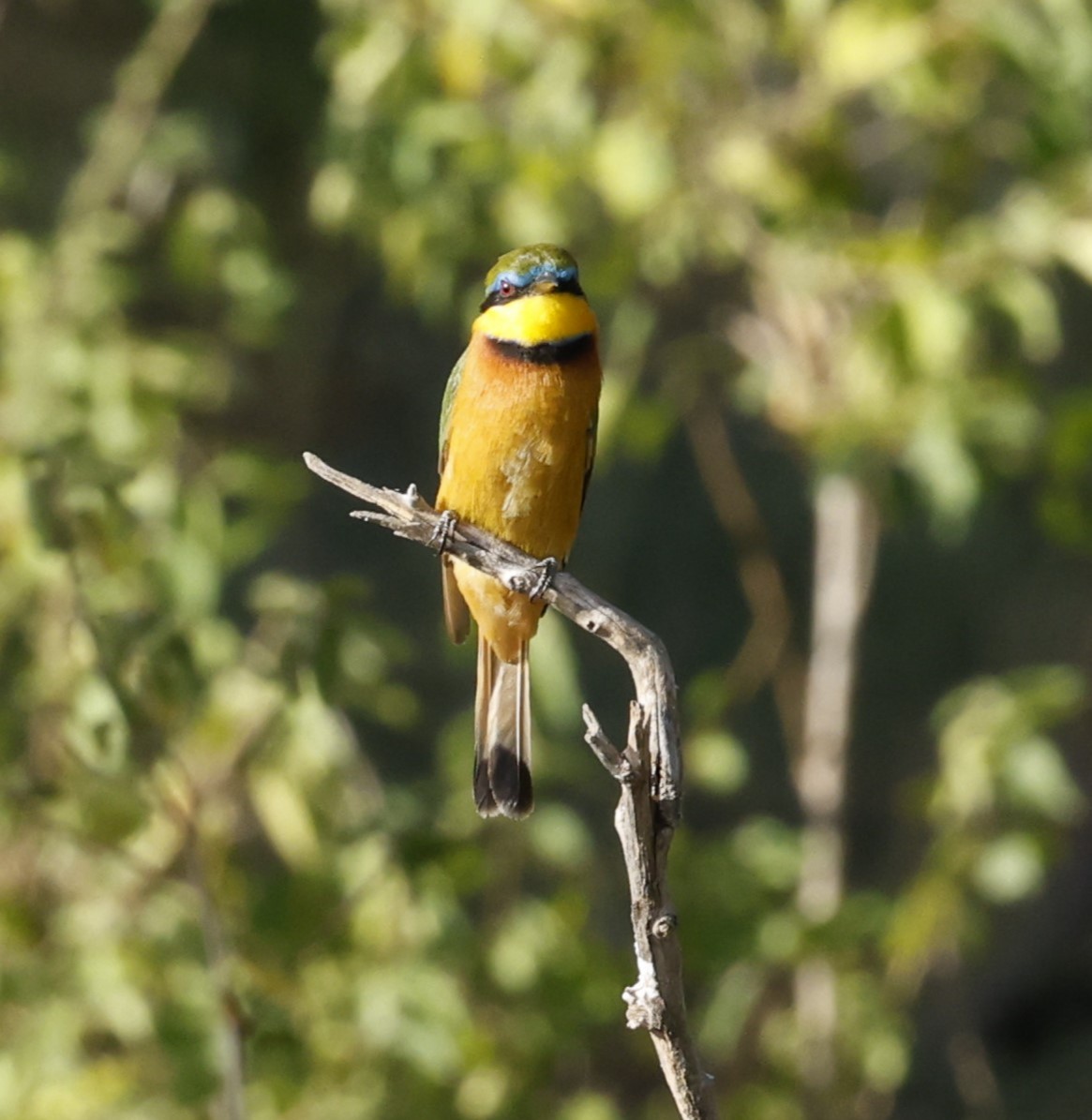 Little Bee-eater - ML617099744