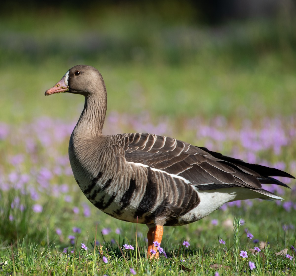 Greater White-fronted Goose - Levi Ashe
