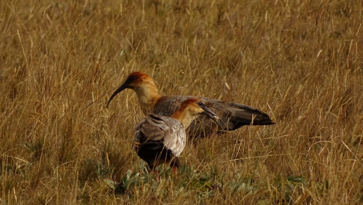 Andean Ibis - ML617099878