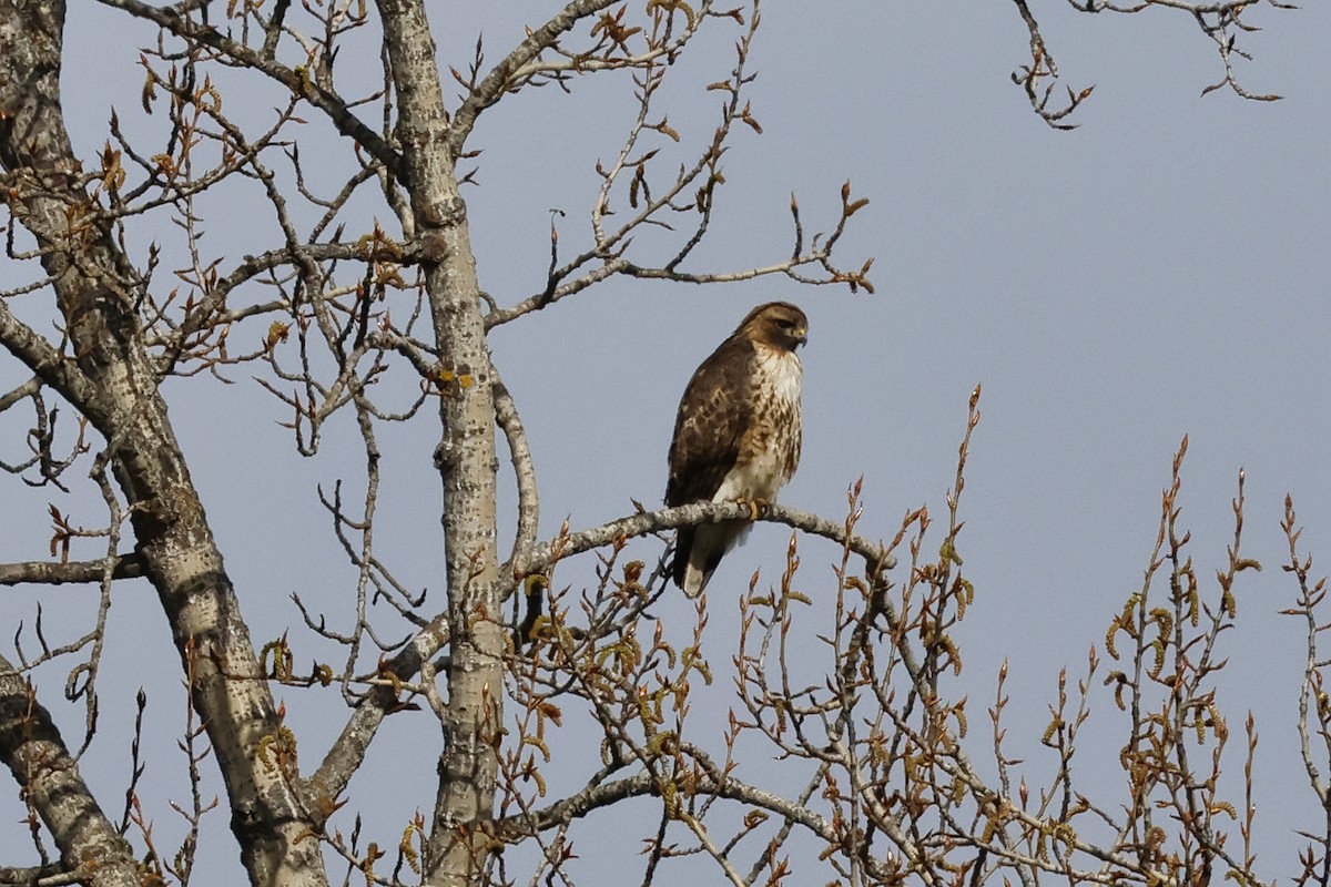 Red-tailed Hawk - ML617099935