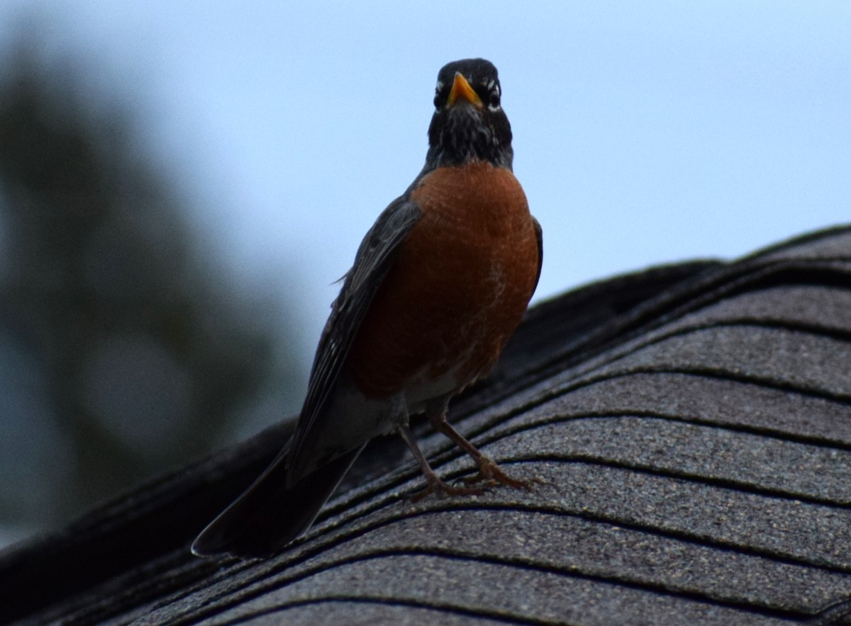 Pennsylvania Bird Atlas Checklist - 8 Apr 2024 - Valley Road - 7 species