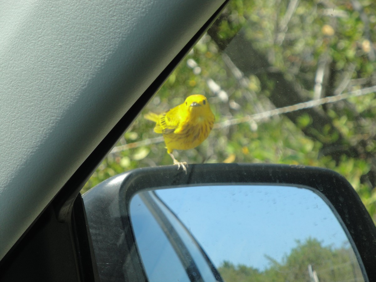 Yellow Warbler - Hector C. Cruzado