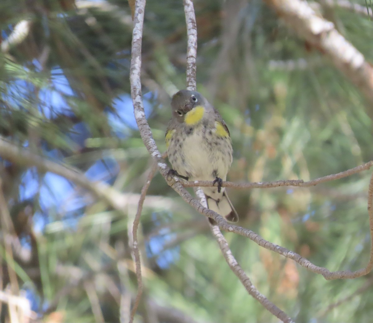 Yellow-rumped Warbler (Audubon's) - ML617100053