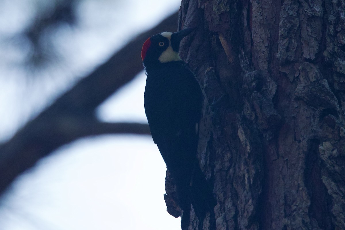 Acorn Woodpecker (Acorn) - ML617100126