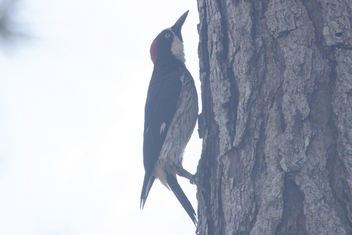 Acorn Woodpecker (Acorn) - ML617100127