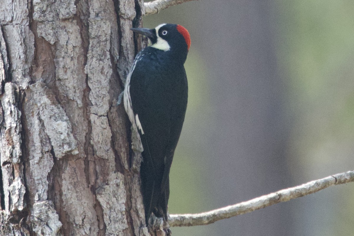 Acorn Woodpecker (Acorn) - ML617100129
