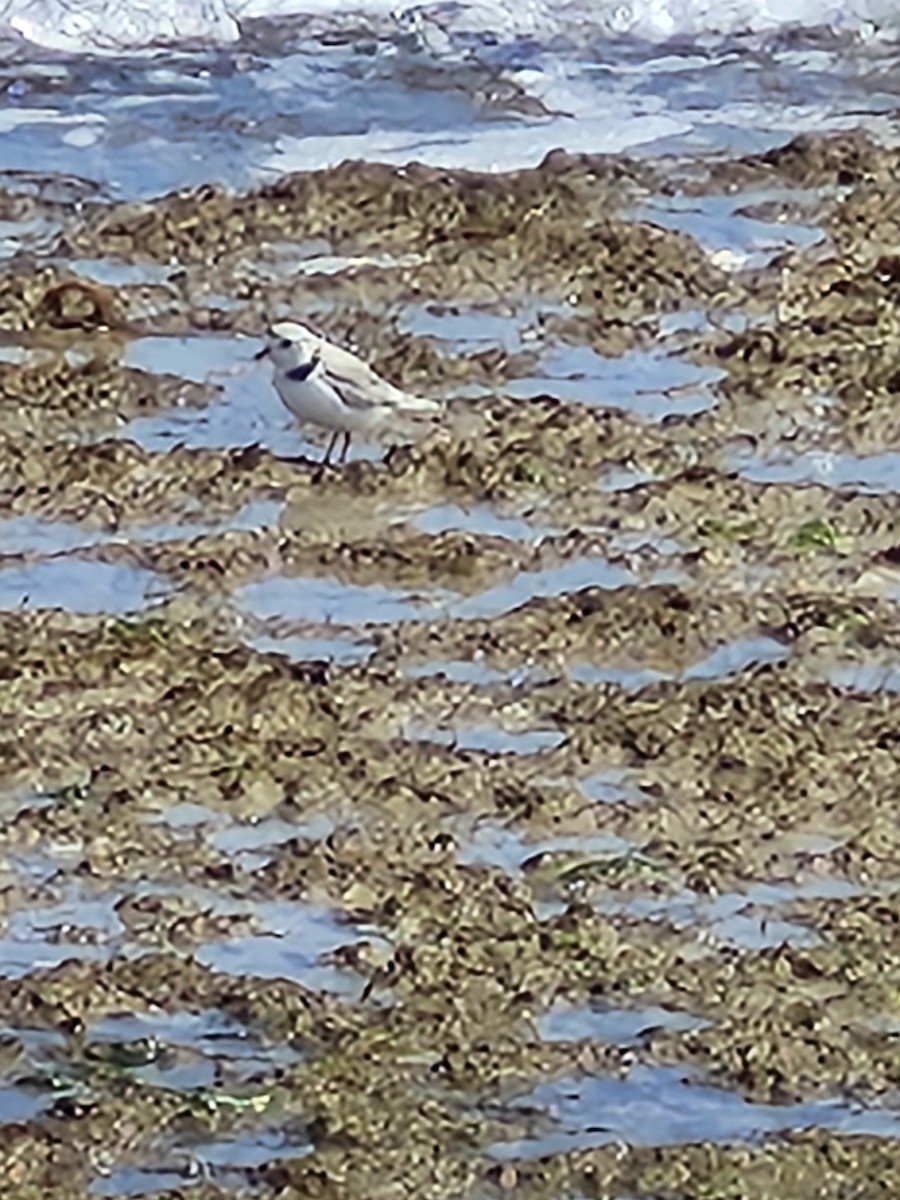 Piping Plover - ML617100132