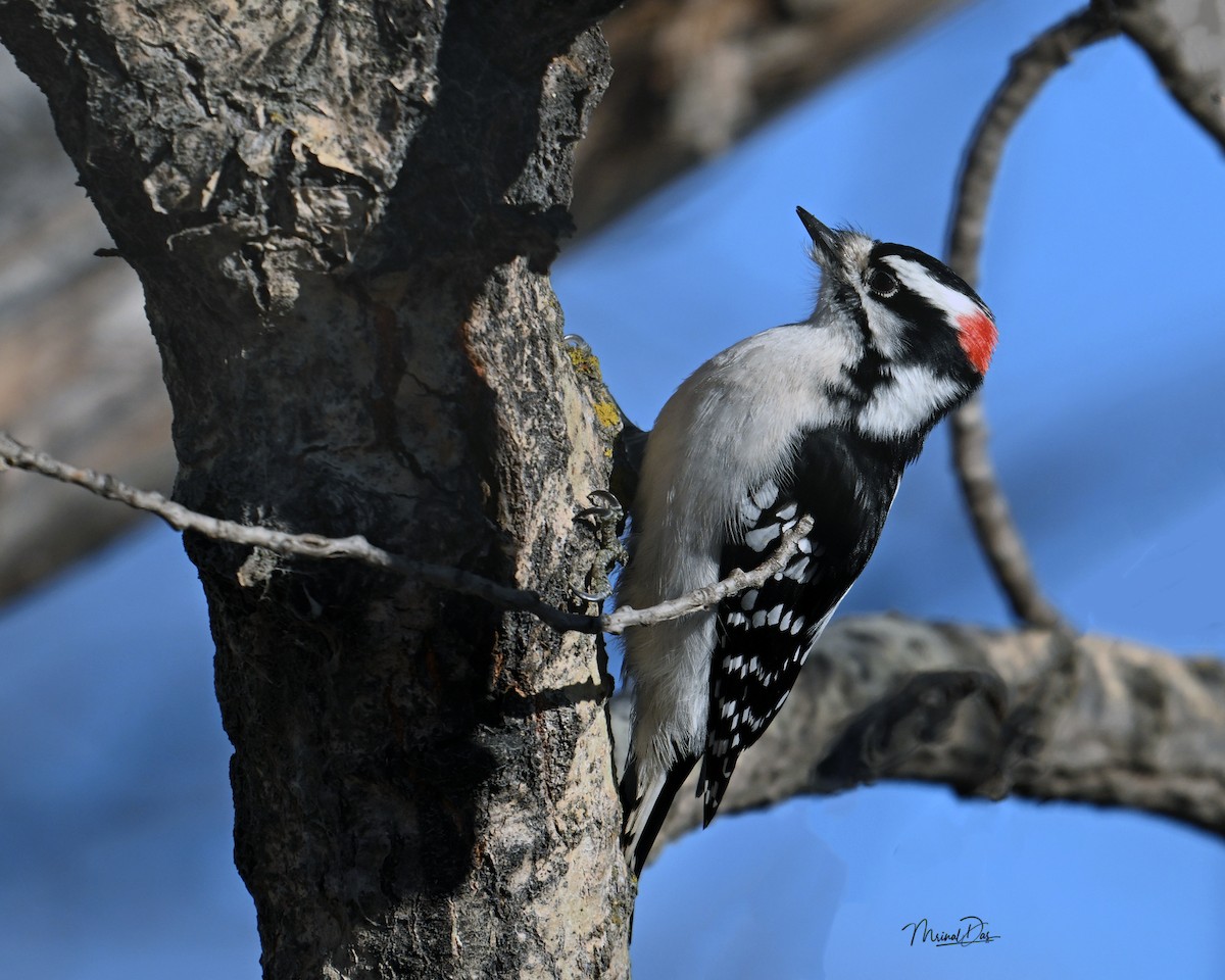 Downy/Hairy Woodpecker - Mrinal  Das