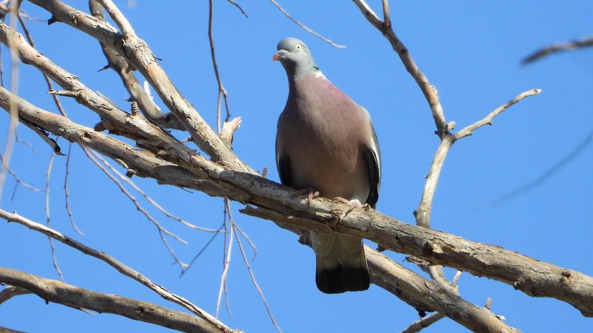 Common Wood-Pigeon - ML617100192