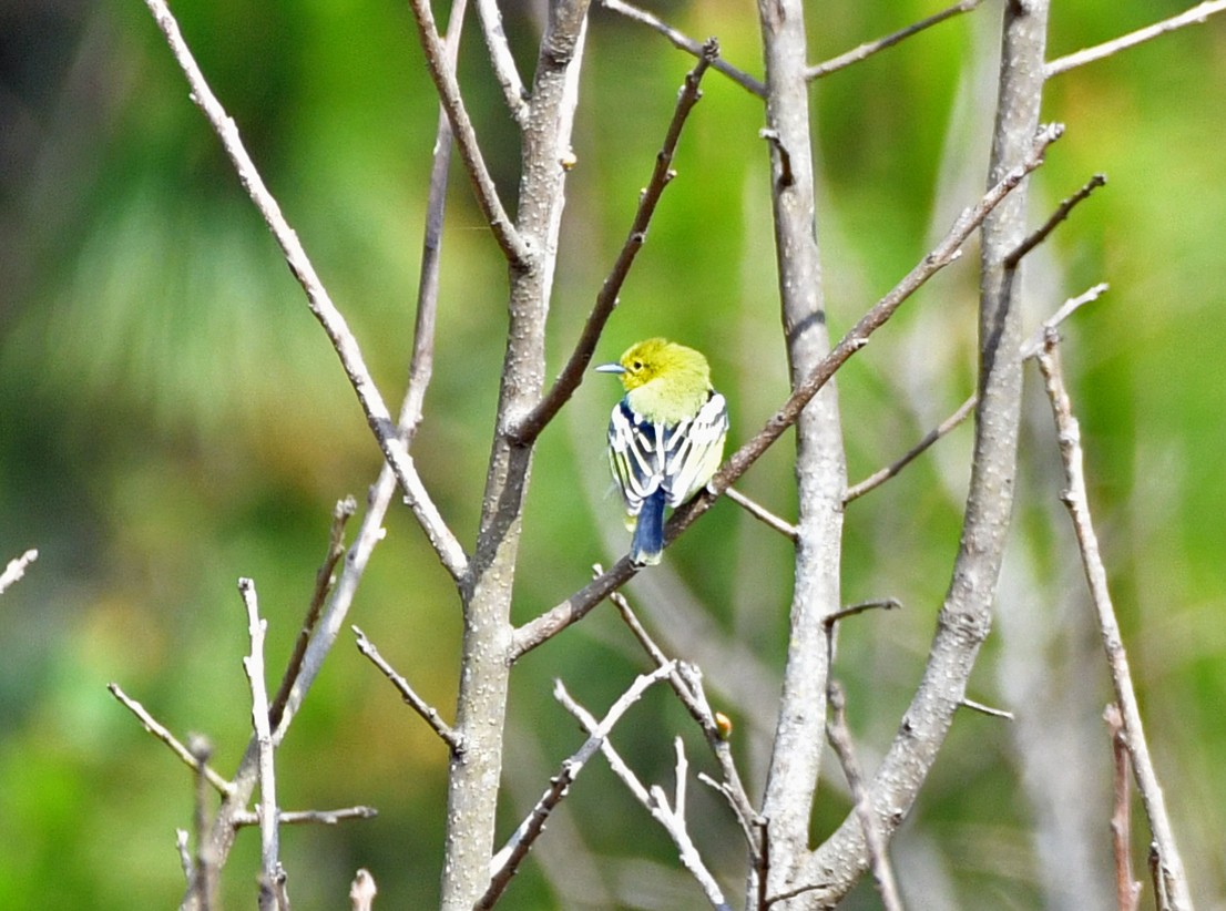 Common Iora - Brian Carruthers