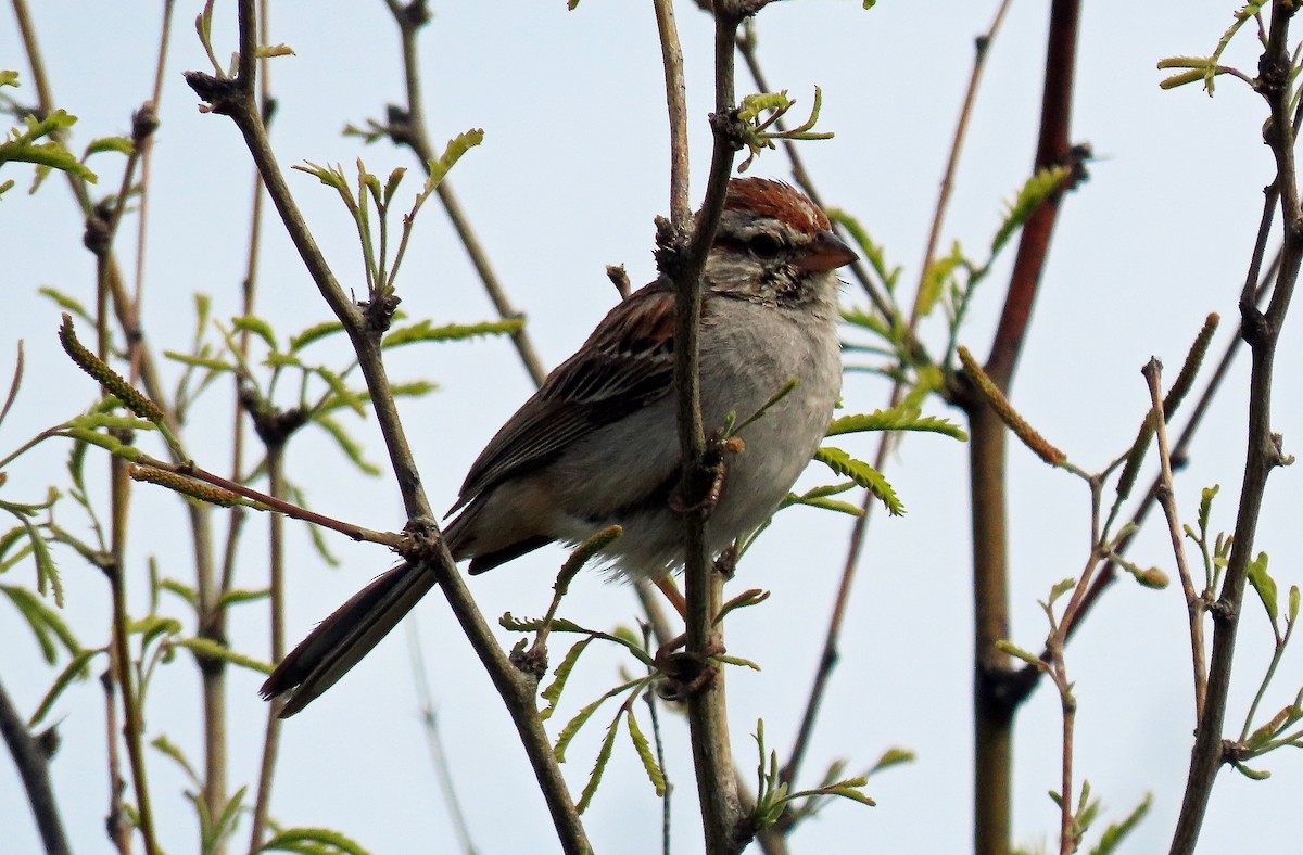 Rufous-winged Sparrow - David Pearson