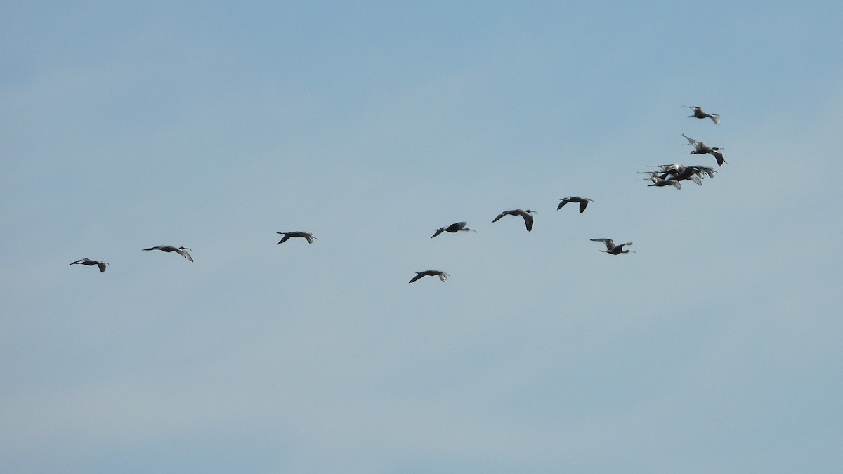 ibis hnědý - ML617100344