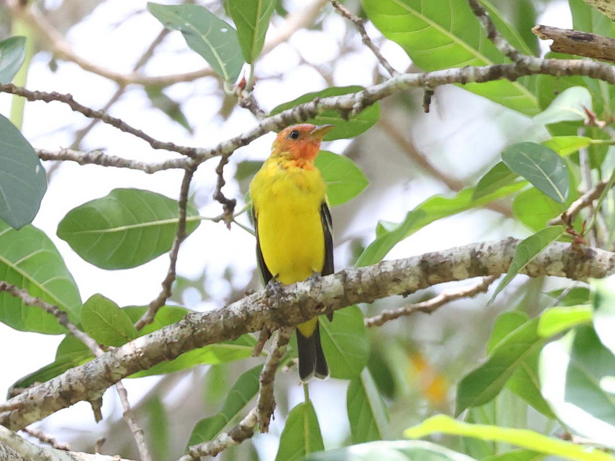 Western Tanager - Myles McNally