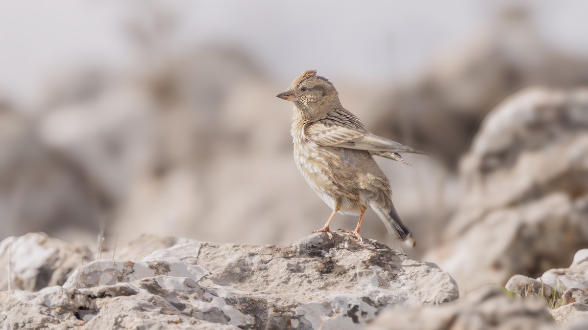 Rock Sparrow - SONER SABIRLI