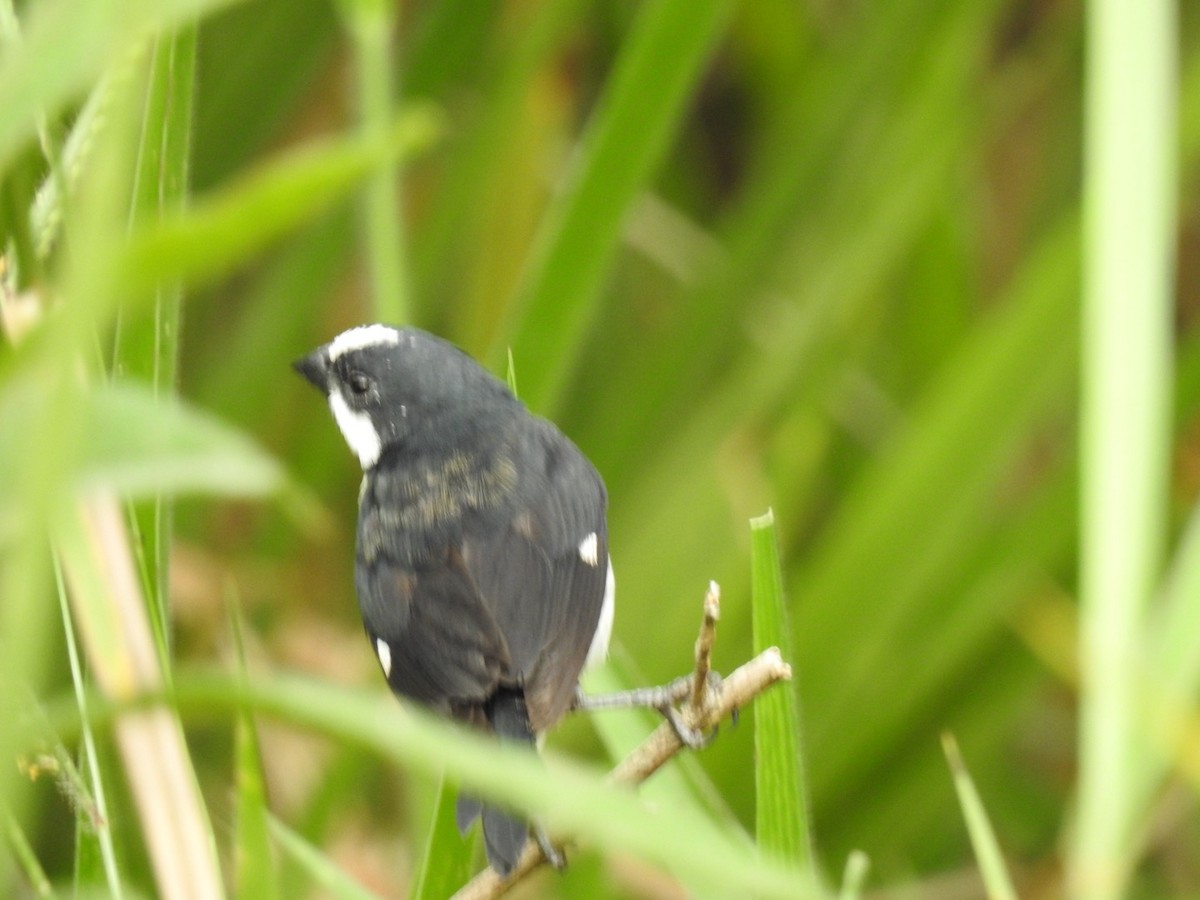 Lined Seedeater - ML617100401