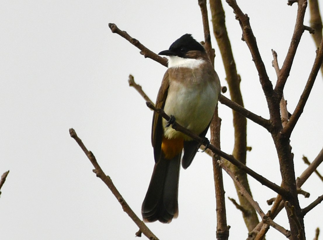 Brown-breasted Bulbul - Brian Carruthers