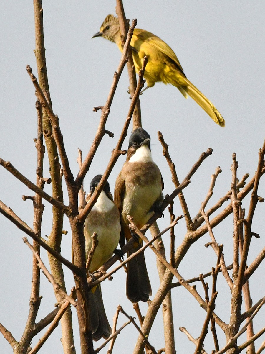 Brown-breasted Bulbul - Brian Carruthers