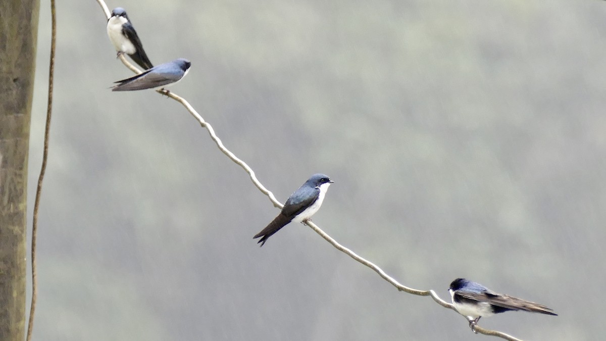 Blue-and-white Swallow - ML617100483