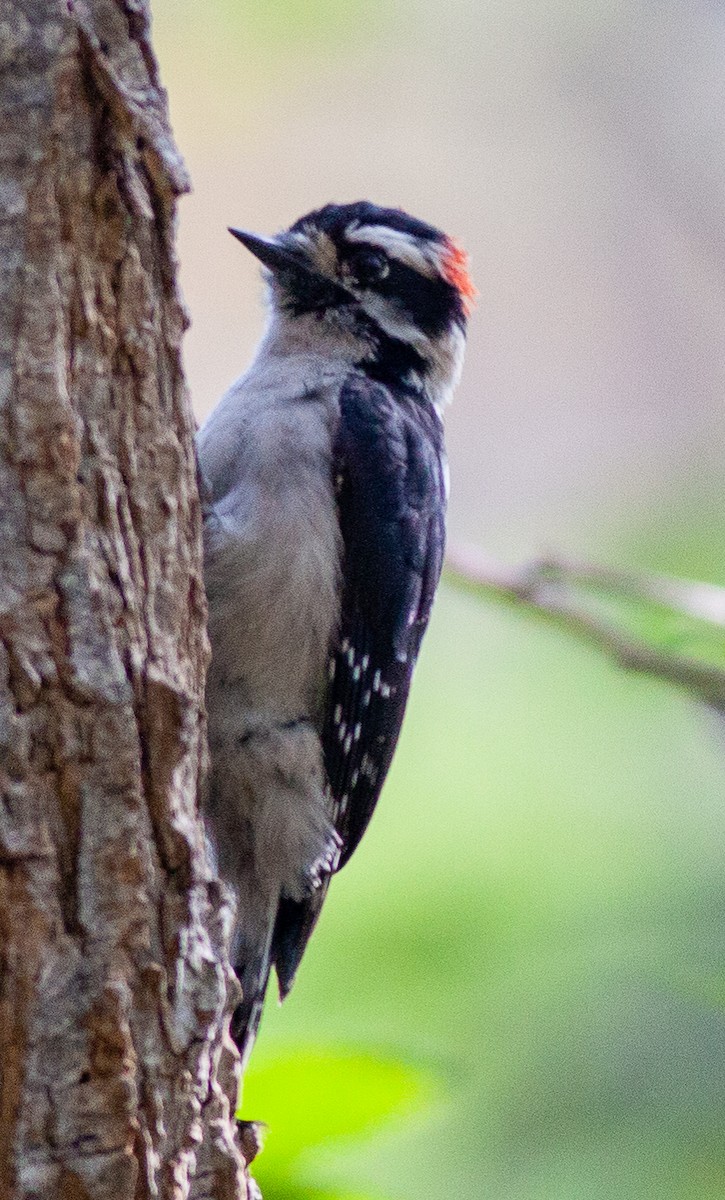 Downy Woodpecker - ML617100514