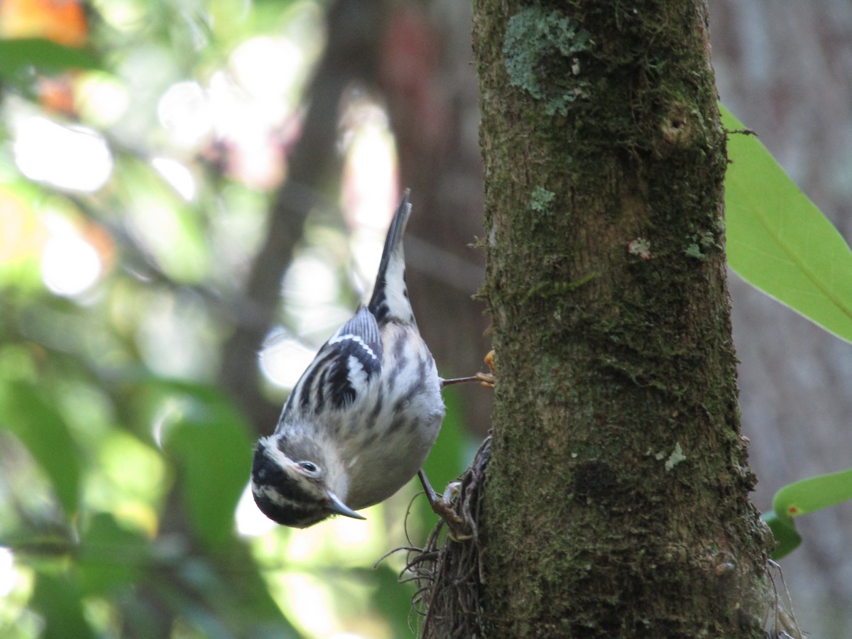 Black-and-white Warbler - ML617100616