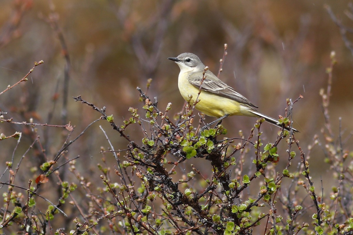 Western Yellow Wagtail - Paul Dufour