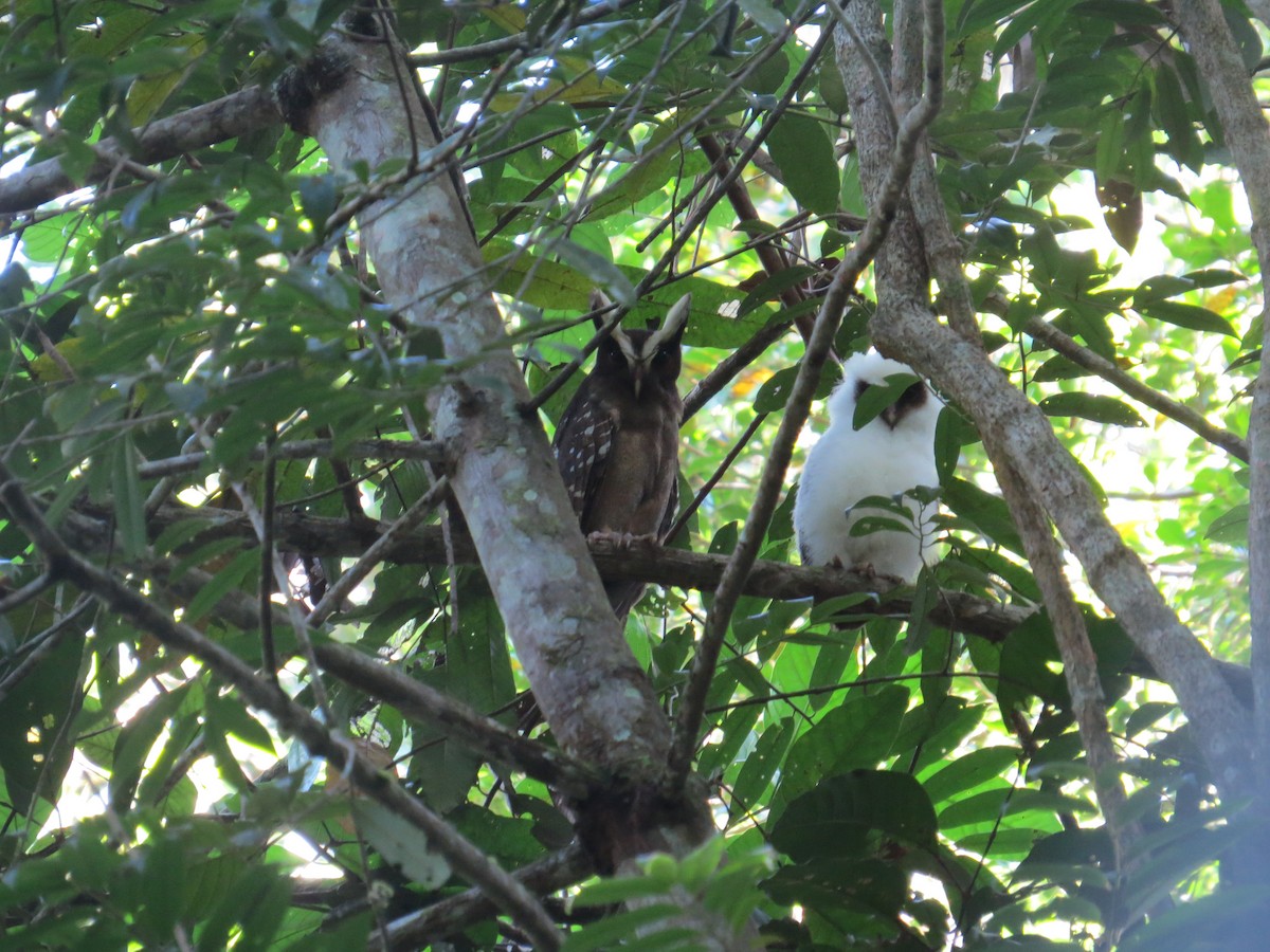 Crested Owl - ML617100795