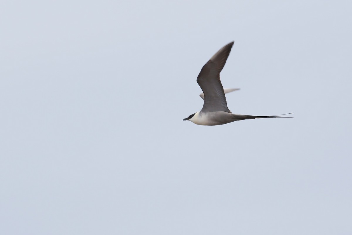 Long-tailed Jaeger - ML617100796