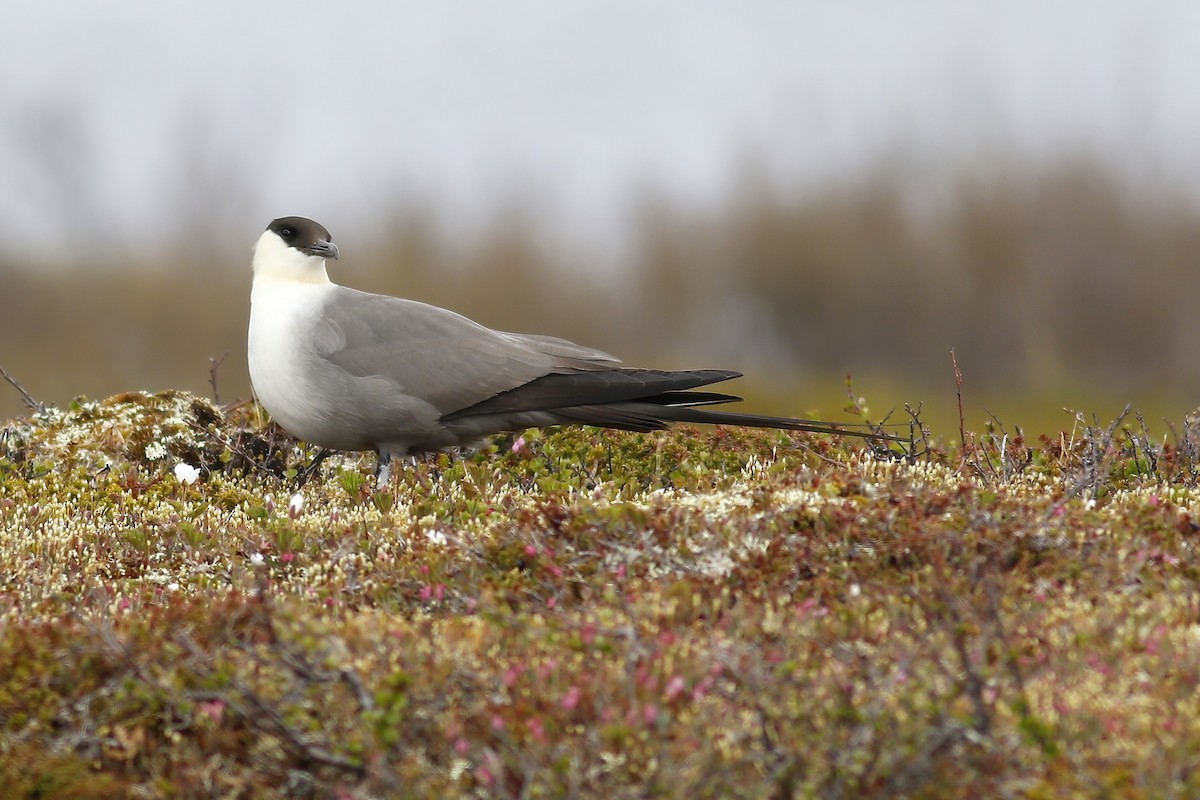 Long-tailed Jaeger - ML617100798