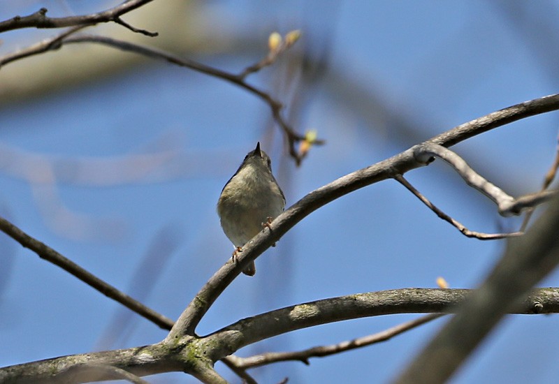 Ruby-crowned Kinglet - Michael Walther