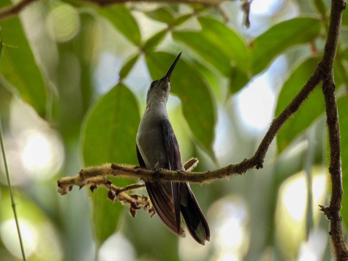 kolibřík šedoprsý - ML617100816