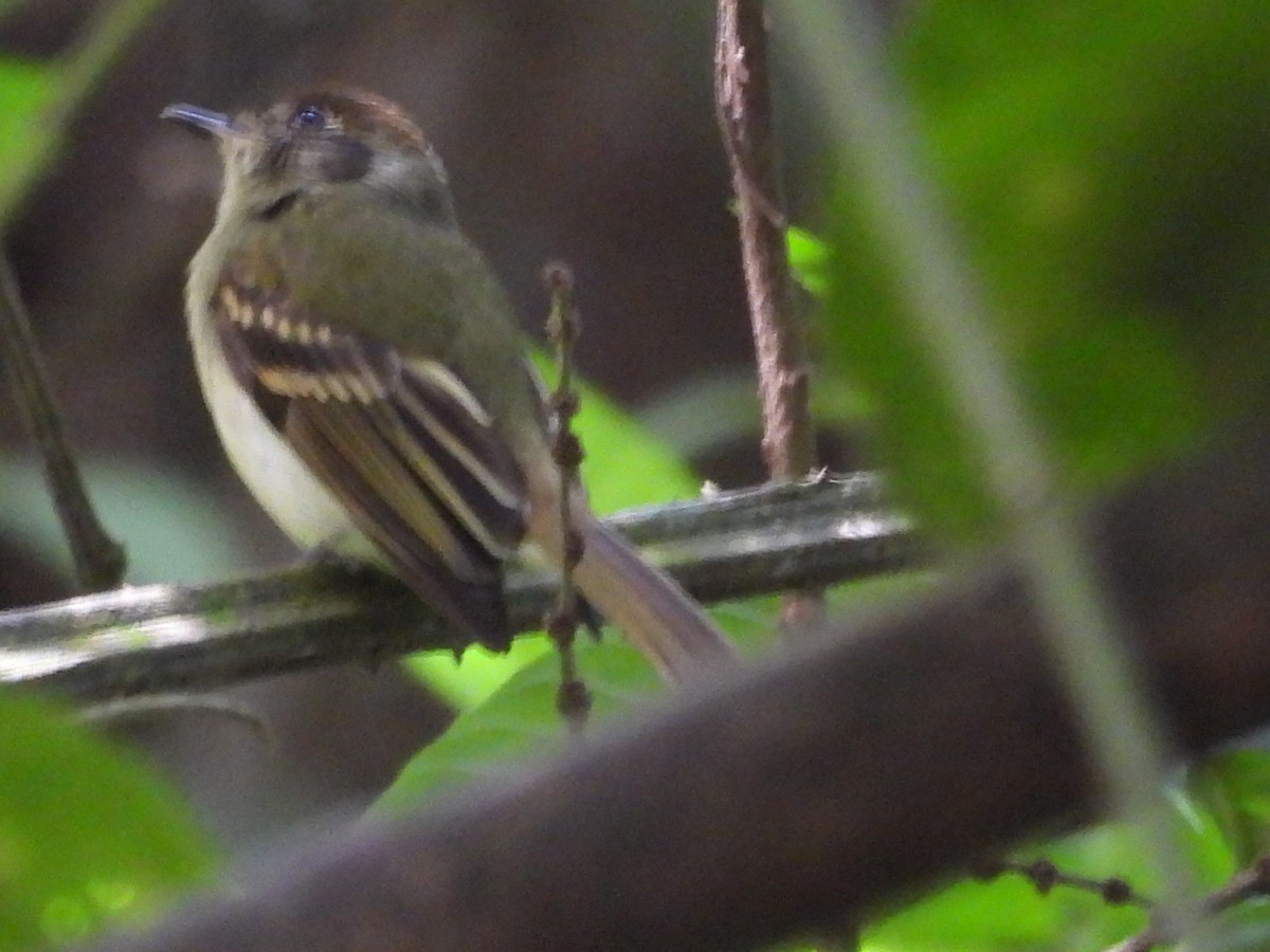 Sepia-capped Flycatcher - ML617100837